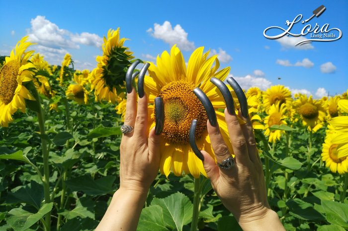 🌻 Sunflowers 🚗 Car and LONG NAILS