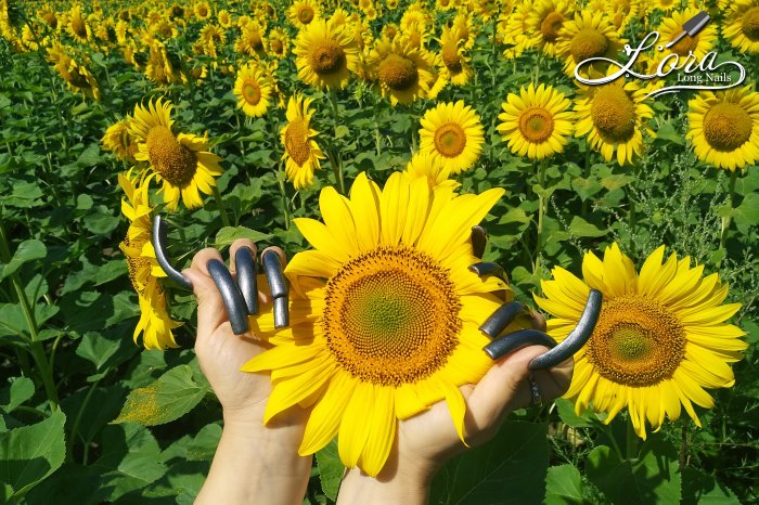 🌻 Sunflowers 🚗 Car and LONG NAILS