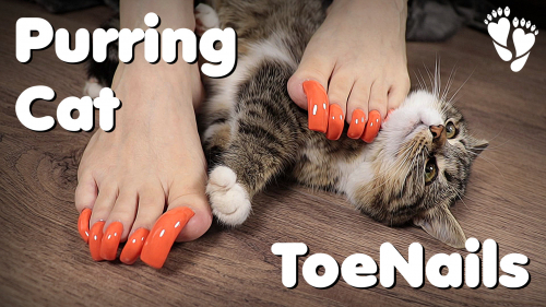 Purring Cat 🐈 Long ToeNails (asmr, purring)