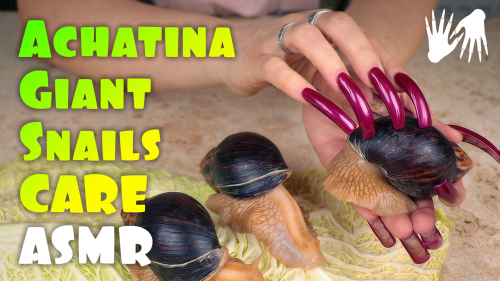 ASMR 🐌 Giant Achatina Snail Care 🤚 LONG NAILS